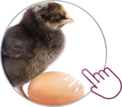 Decopan Food GRP laminates for poultry industry